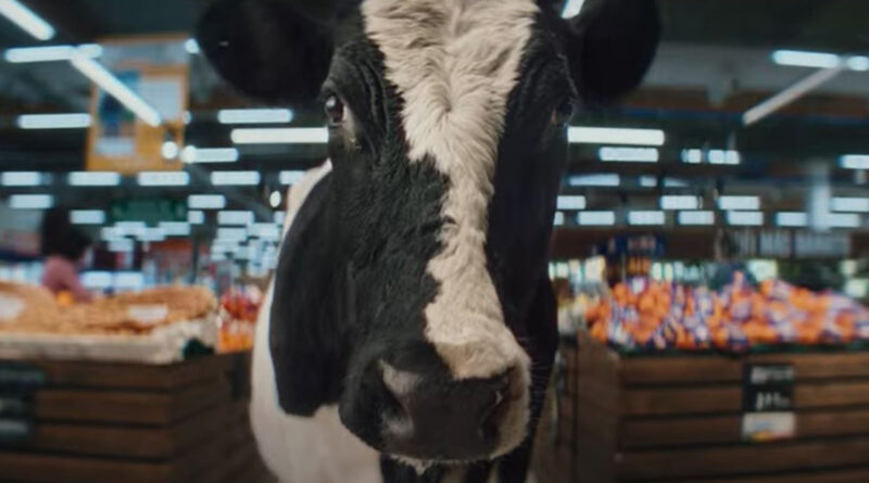 'Tienes vacas en la cabeza', la nueva campaña de Halcón Viajes junto a DDB