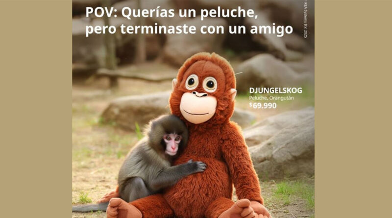 Punch, el mono que viralizó un peluche de Ikea Punch, el mono que viralizó un peluche de Ikea