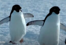 Iberdrola, con pingüinos, celebra la unión de otras rivales a la energía limpia