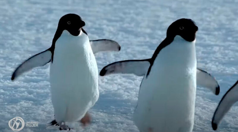 Iberdrola, con pingüinos, celebra la unión de otras rivales a la energía limpia