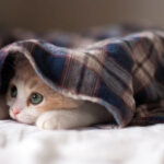 Seresto previene los riesgos en la salud de las mascotas con datos meteorológicos Seresto previene los riesgos en la salud de las mascotas con datos meteorológicos