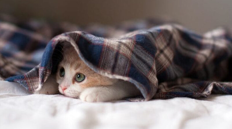 Seresto previene los riesgos en la salud de las mascotas con datos meteorológicos Seresto previene los riesgos en la salud de las mascotas con datos meteorológicos