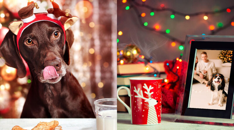 ‘Más que un regalo, uno más de la familia’. La llamada de atención de la Real Sociedad Canina en Navidad