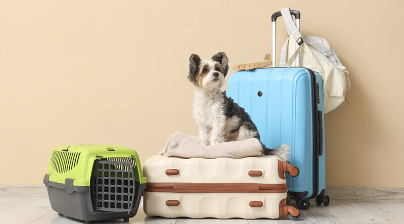 Sistemas de sujeción como transportines, arneses o rejillas divisorias ayudan a reducir riesgos y mejoran la seguridad durante el trayecto